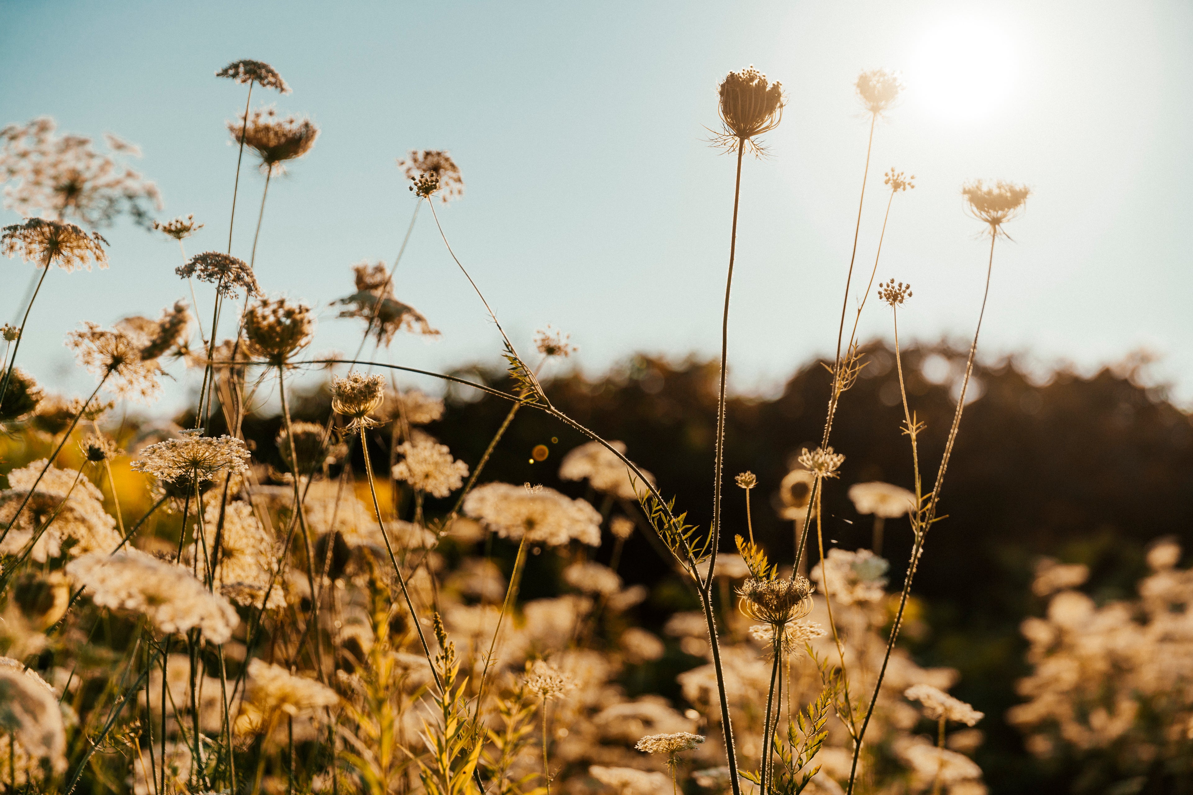 thin-plant-stems-in-sun