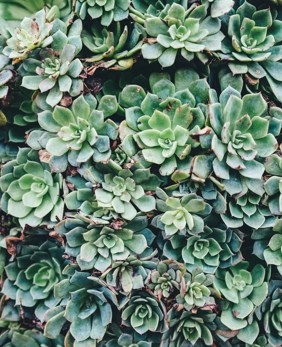 Boost Your Immune System Naturally with Medicinal Plants - Back2Nature Herbals