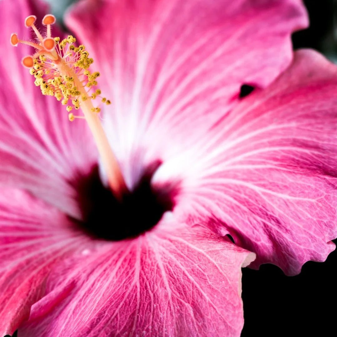 Discover the Power of Nature: 5 Common Medicinal Plants and Their Uses - Back2Nature Herbals