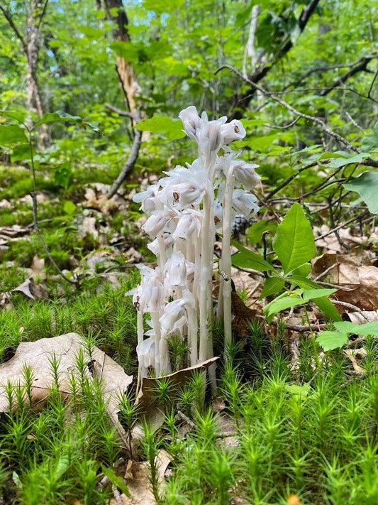 Everything You Need to Know About Ghost Pipe Plant (Monotropa Uniflora) - Back 2 Nature Herbals