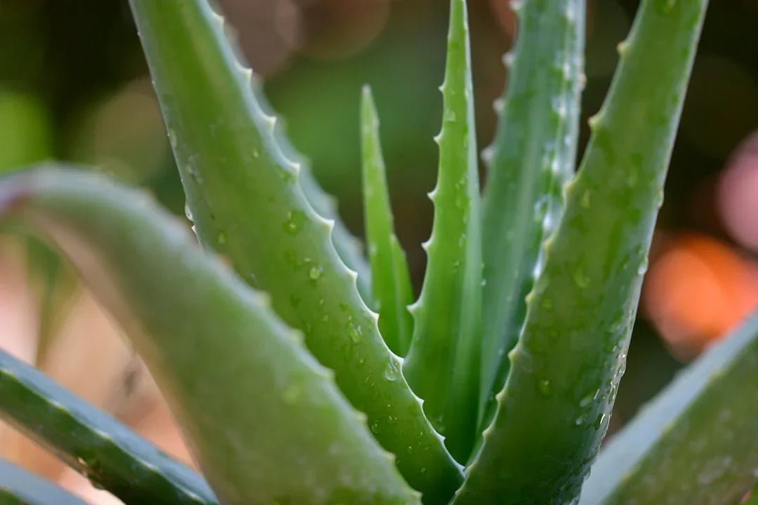 The Healing Power of Medicinal Plants: Unveiling the Secrets of Native American Medicine - Back2Nature Herbals