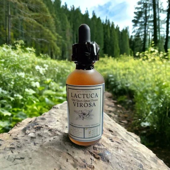 The Power of Wild Lettuce: Nature's Remedy for Pain and Inflammation - Back2Nature Herbals