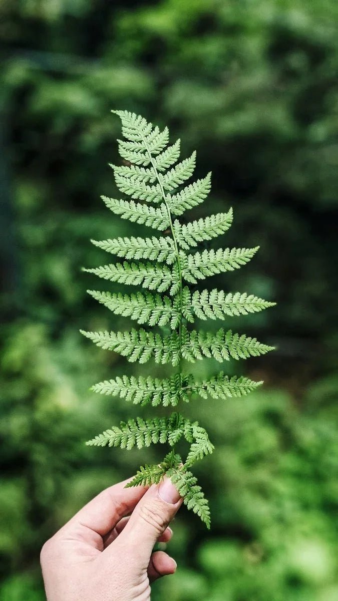 Unlocking the Secrets: Exploring the Healing Properties of Medicinal Plants - Back2Nature Herbals