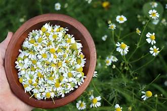 Chamomile - Bulk Herb