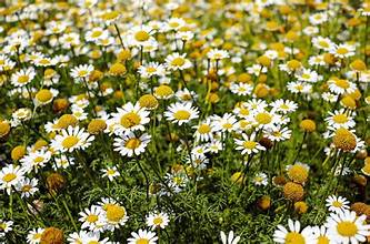 Chamomile - Bulk Herb