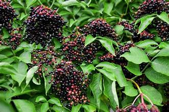 Elderberry - Bulk Herb