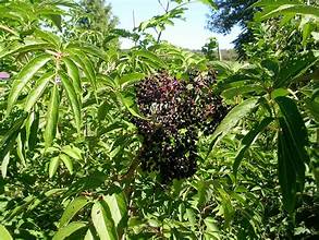 Elderberry - Bulk Herb