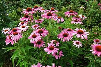 Echinacea - Bulk Herb