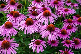 Echinacea - Bulk Herb