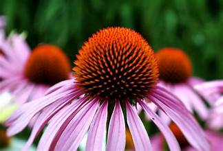 Echinacea - Bulk Herb