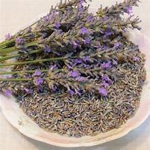 Lavender Buds - Bulk Herb