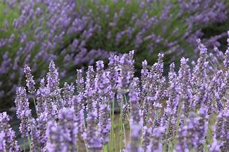 Lavender Buds - Bulk Herb