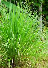 Lemon Grass - Bulk Herb