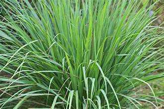 Lemon Grass - Bulk Herb