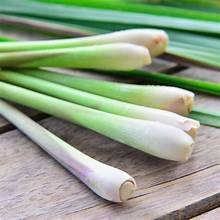 Lemon Grass - Bulk Herb