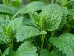 Lemon Balm - Bulk Herb