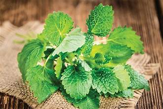 Lemon Balm - Bulk Herb