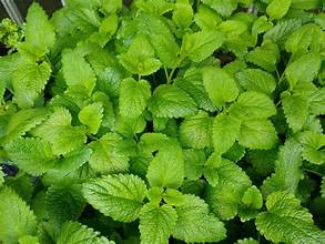 Lemon Balm - Bulk Herb