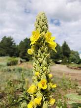 Mullein Leaf - Bulk Herb