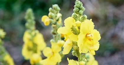 Mullein Leaf - Bulk Herb