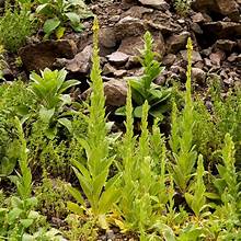 Mullein Leaf - Bulk Herb