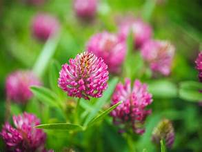 Red Clover - Bulk Herb