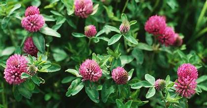 Red Clover - Bulk Herb