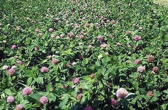 Red Clover - Bulk Herb