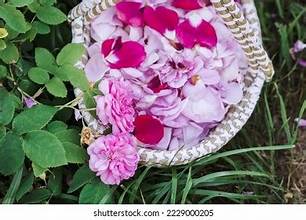 Rose Petals - Bulk Herb