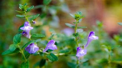 Skullcap - Bulk Herb