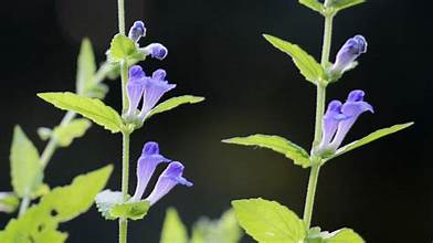 Skullcap - Bulk Herb