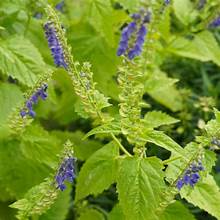 Skullcap - Bulk Herb