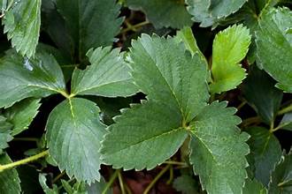 Strawberry Leaf - Bulk Herb
