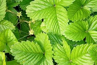 Strawberry Leaf - Bulk Herb