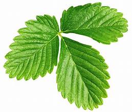Strawberry Leaf - Bulk Herb
