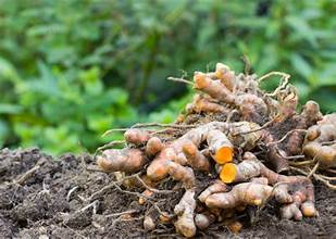 Turmeric Root - Bulk Herb