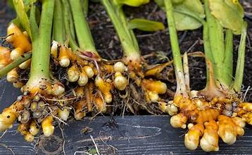 Turmeric Root - Bulk Herb