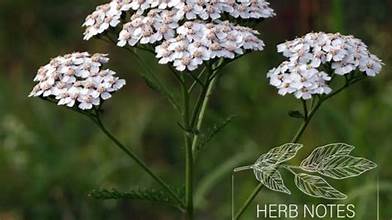 Yarrow - Bulk Herb