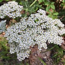 Yarrow - Bulk Herb