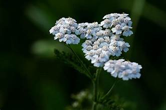 Yarrow - Bulk Herb