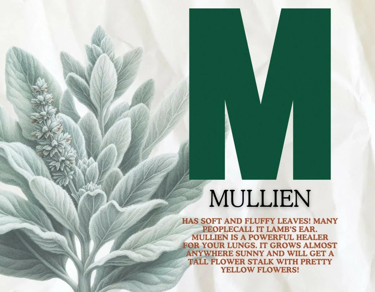 ABC's of Wild Foraging: A young beginners guide to wild food and medicine) - Back2Nature Herbals